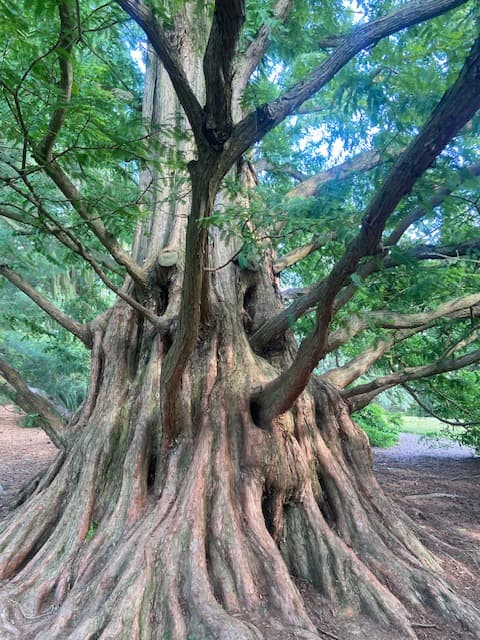 The roots of a mature tree — the image behind the Rooted in Strength Pilates name